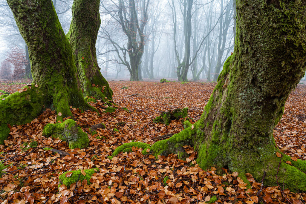 natuurlijk kader landschapsfotografie compositietechniek bomen als kader