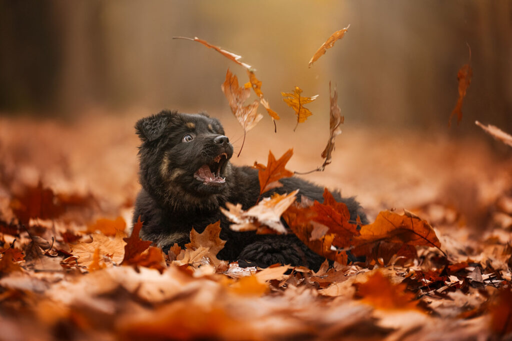 puppy in een bos in de herfst met veel bladeren