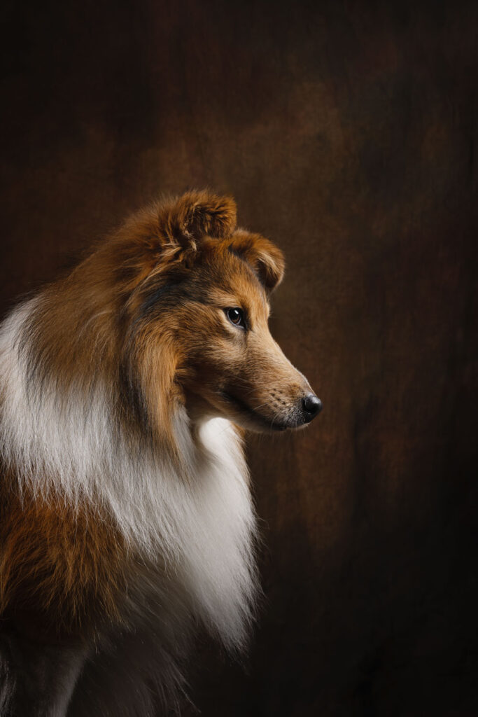 hondenfotografie collie 
