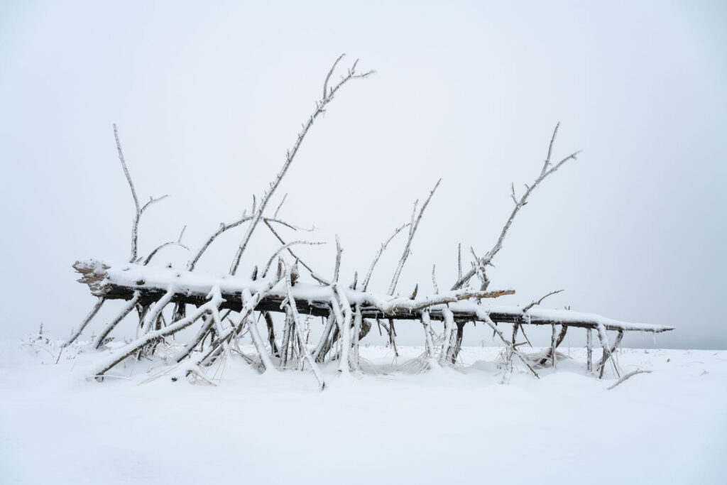 standpunt veranderen kader beïnvloeden landschapsfotografie lager perspectief bomen sneeuw