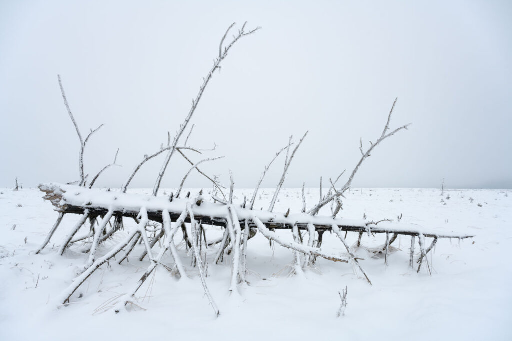 standpunt veranderen kader beïnvloeden landschapsfotografie hoger perspectief bomen sneeuw