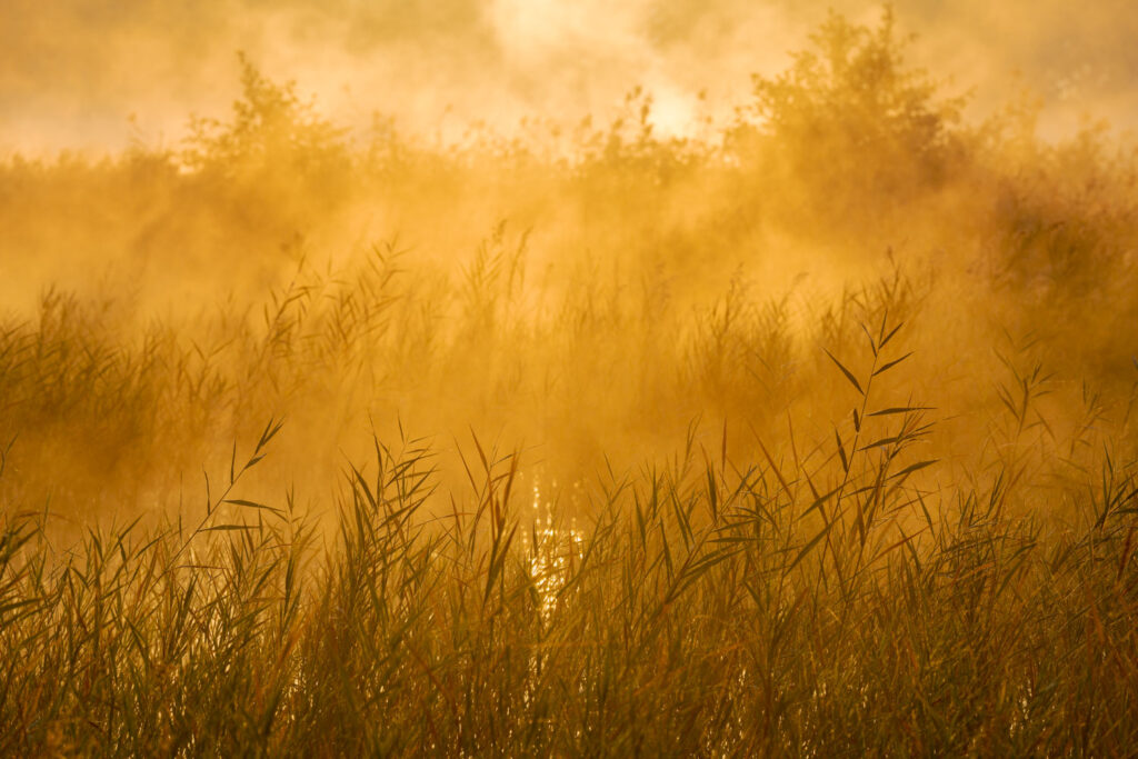 sfeervolle details landschap inzoomen telelens gouden licht compositie zoom op riet