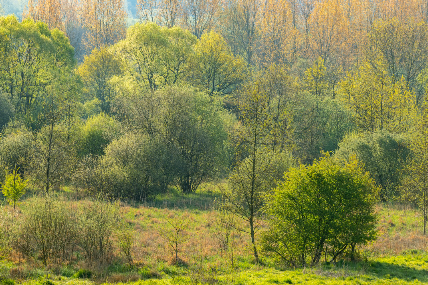 laagjeslandschap met veel bomen