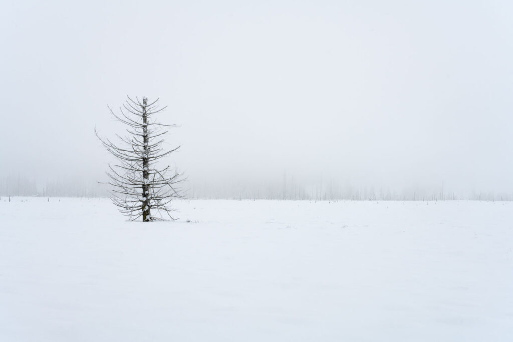 besneeuwd landschap monochroom minimalistische fotografie knotwilgen winter