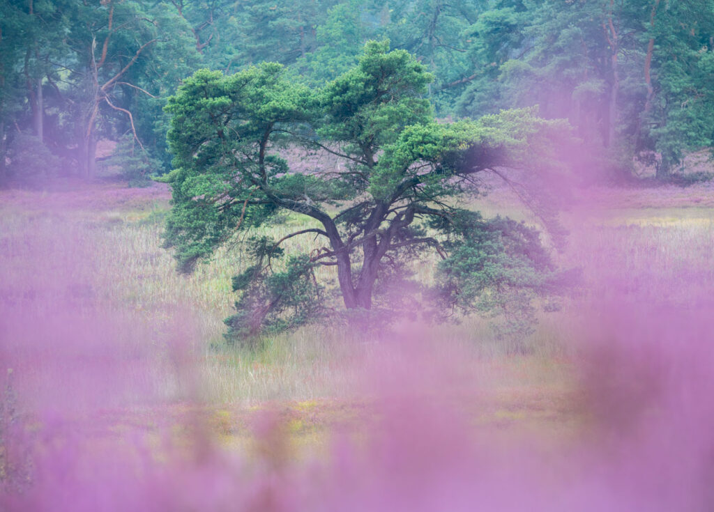 intiem landschap bewolkte dag telelens compositie sfeervolle landschapsfotografie paarse bloemen als kader