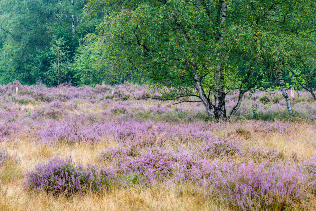 intiem landschap bewolkte dag telelens compositie sfeervolle landschapsfotografie paarse bloemen