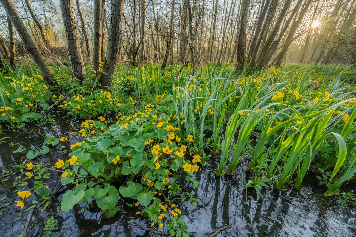 Dotterbloemen en Moenebroek Geraardsbergen