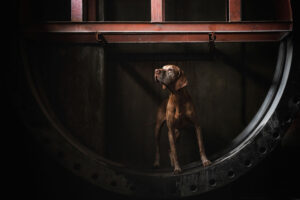 Foto van hond Nakiro in een verlaten fabriek
