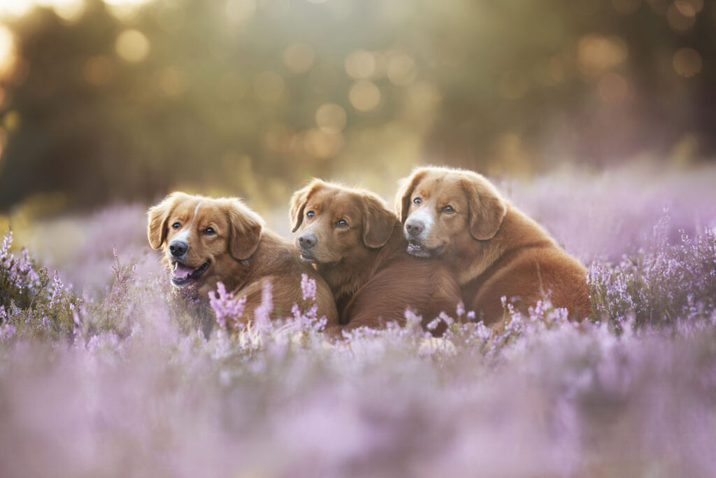 honden in de natuur, omgeven door paarse lavendel