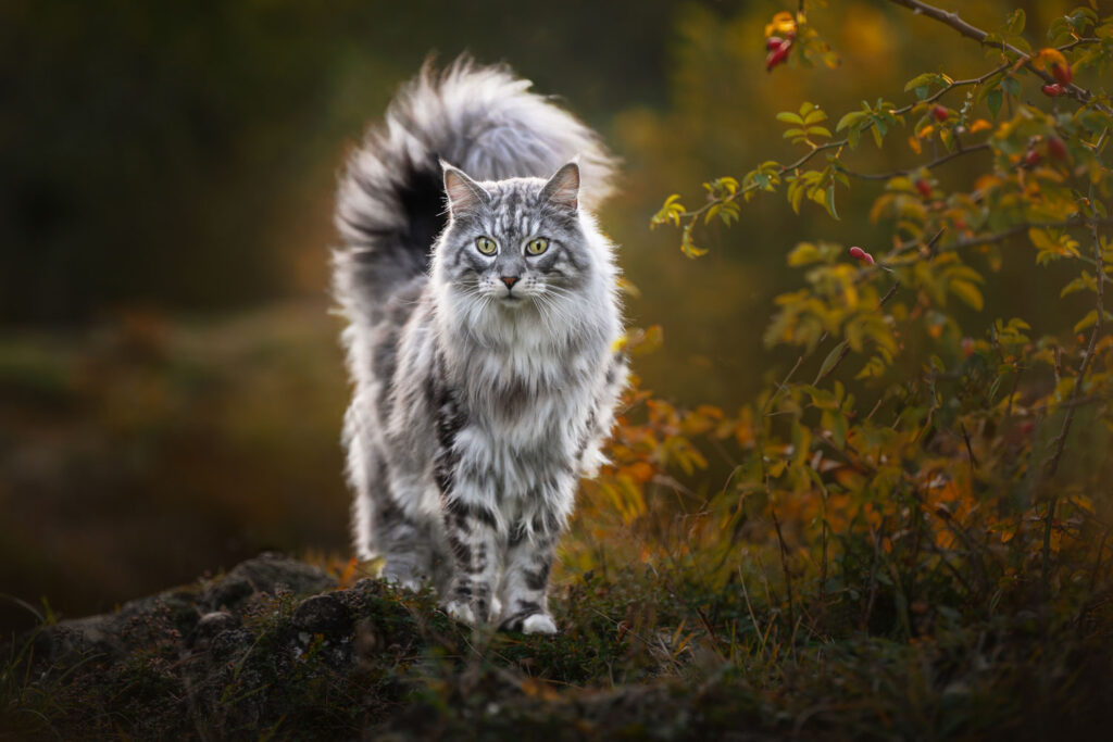 huisdieren fotografie FEP Awards finalist Els Decoodt, katten portretfotografie