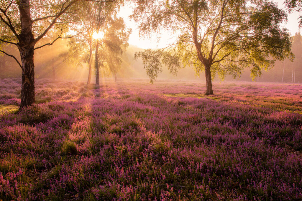 groothoeklens heidelandschap met zonnestralen en bomen in tegenlicht