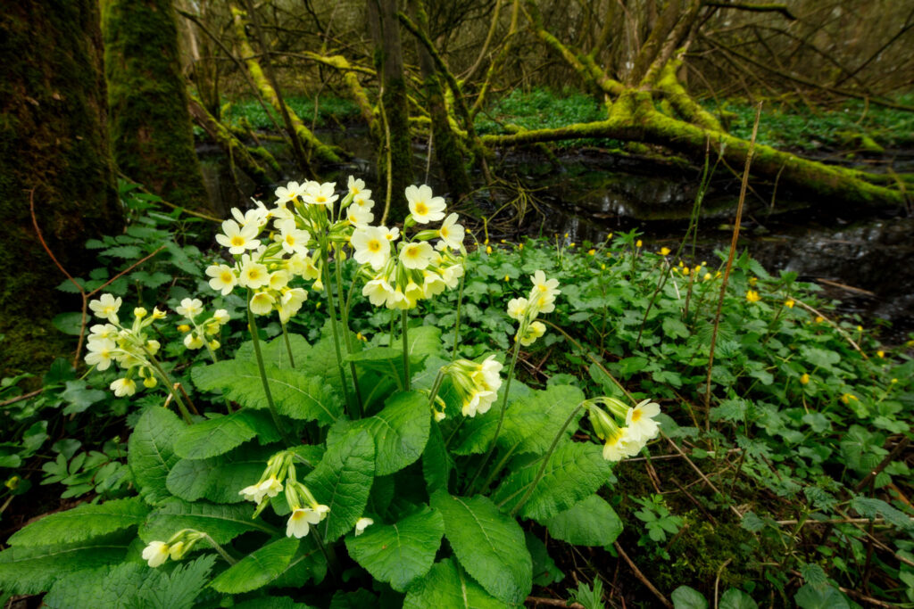 groothoeklens macro sleutelbloem voorgrond met omgeving op de achtergrond