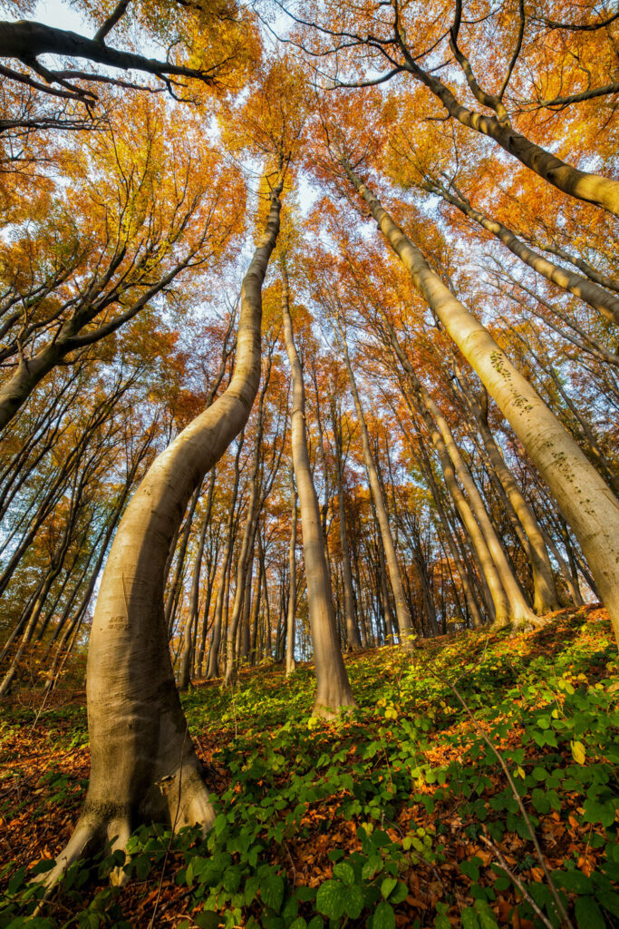 groothoekfotografie verticaal boslandschap perspectief vervorming 14mm herfst bomen