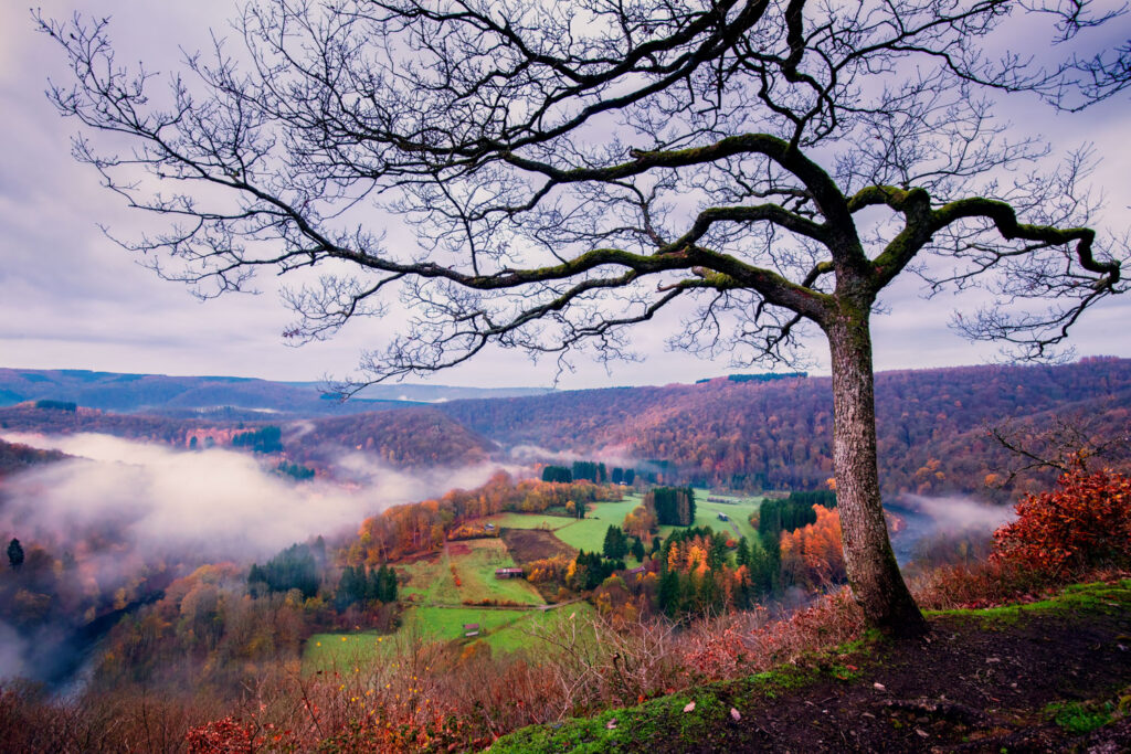 groothoekfotografie landschap Semois boom voorgrond grijsverloopfilter diepte compositie