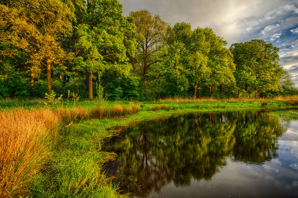 Eikenboom in lentetooi weerspiegeling water grassen lucht groothoeklens