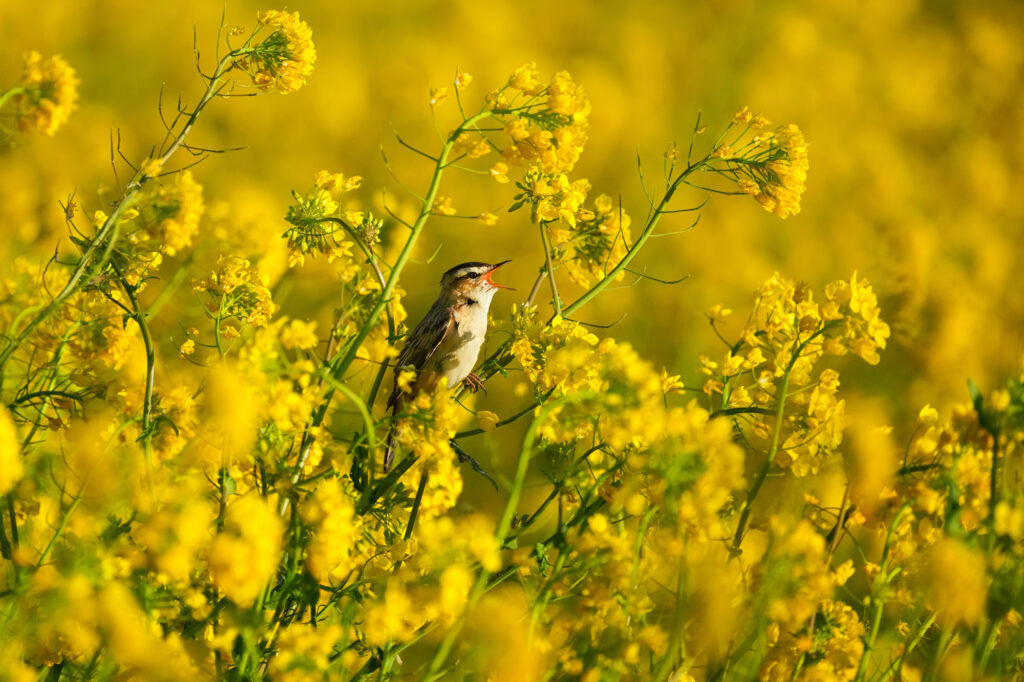 foto van mus in gele bloemen Sony FE 100-400mm F4.5 GM OSS