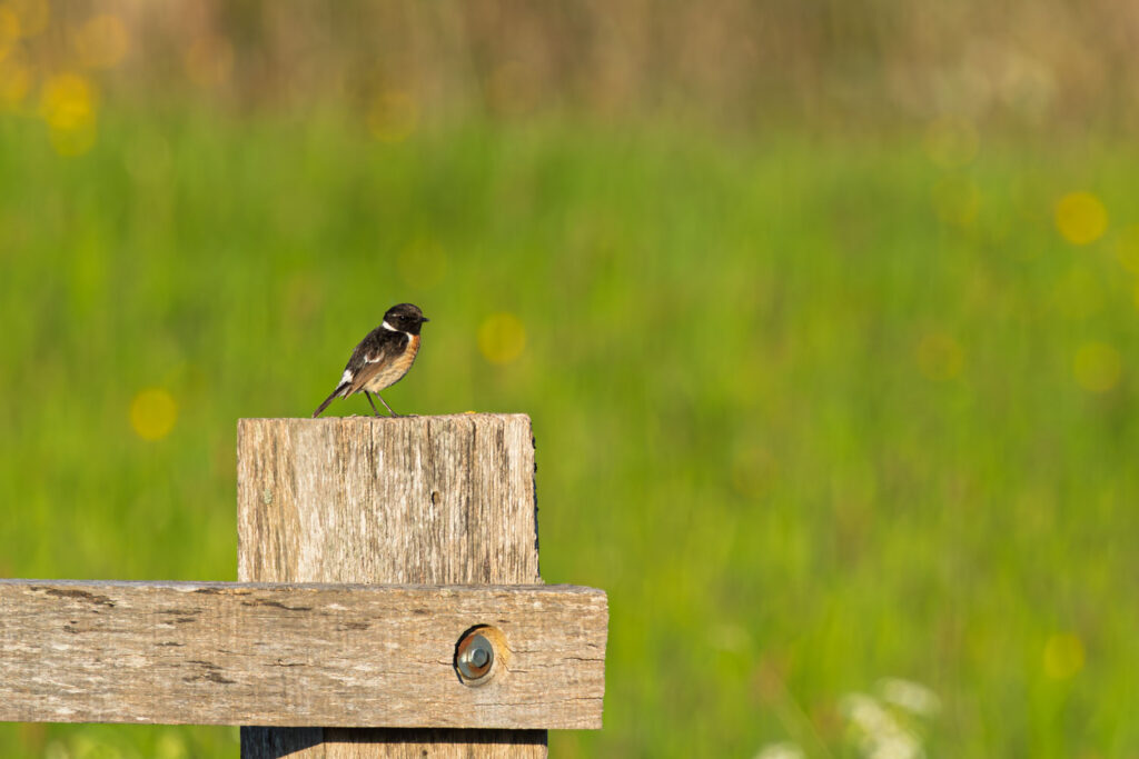 Vogel op hek van hout