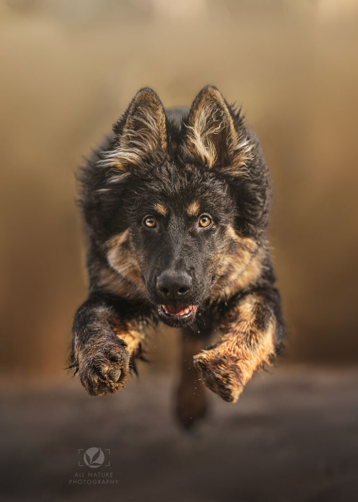 hondenfotografie actiefoto duitse herder springend buiten