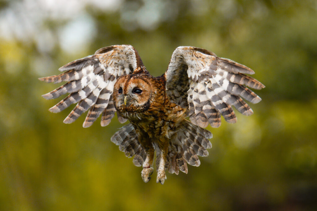 foto van uil in vlucht gemaakt met Sony A7R VI