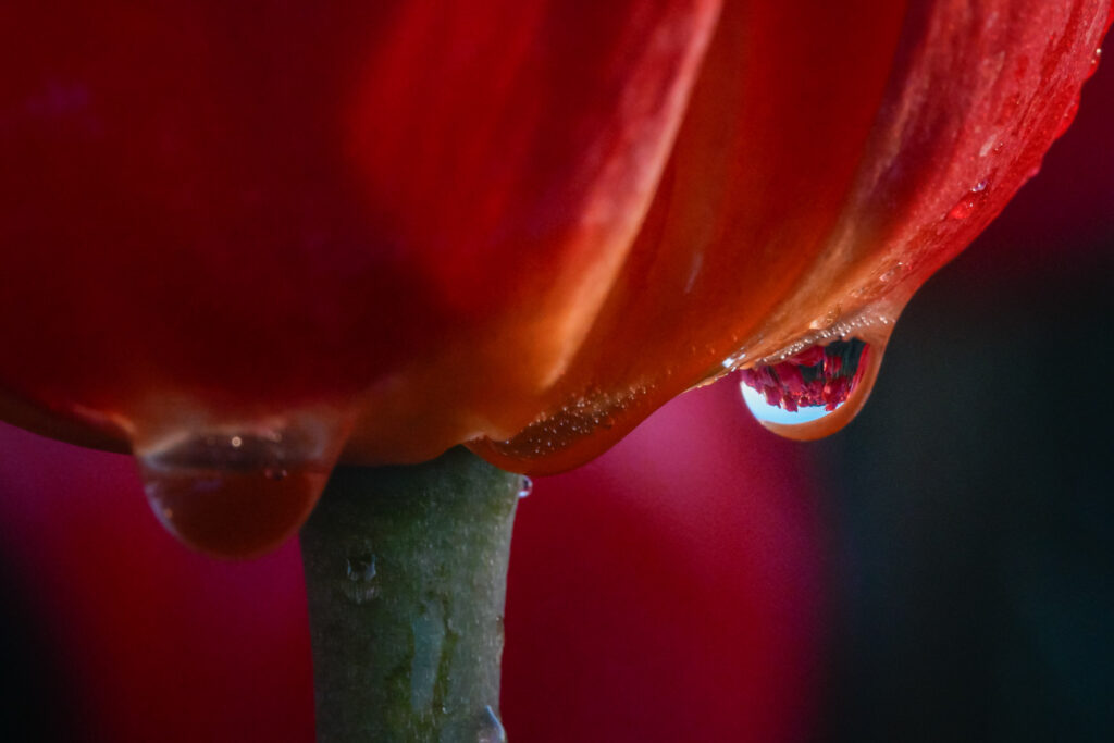 macrofoto bloem met dauwdruppel