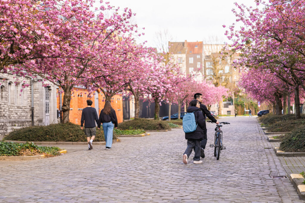 Roze lentebloesems aan de Bijloke in Gent in de lente, fotograferen in Gent met bloesems