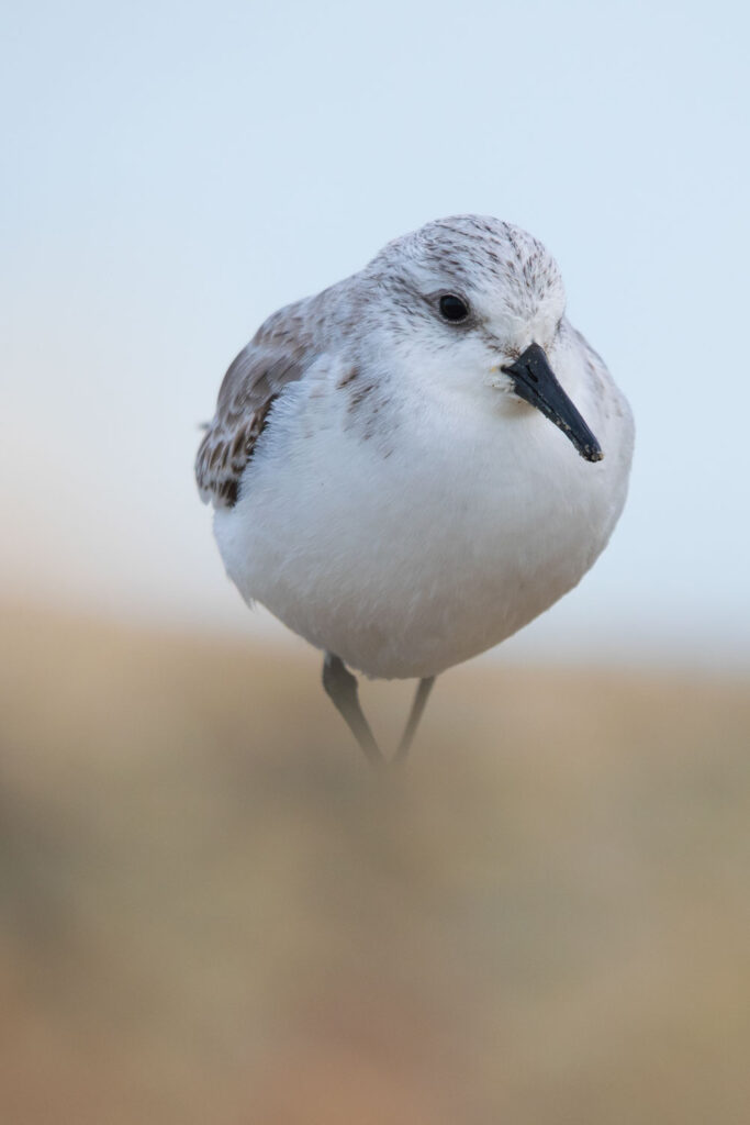 vogel op het strand met fraaie onscherpte door laag standpunt bij vogelfotografie