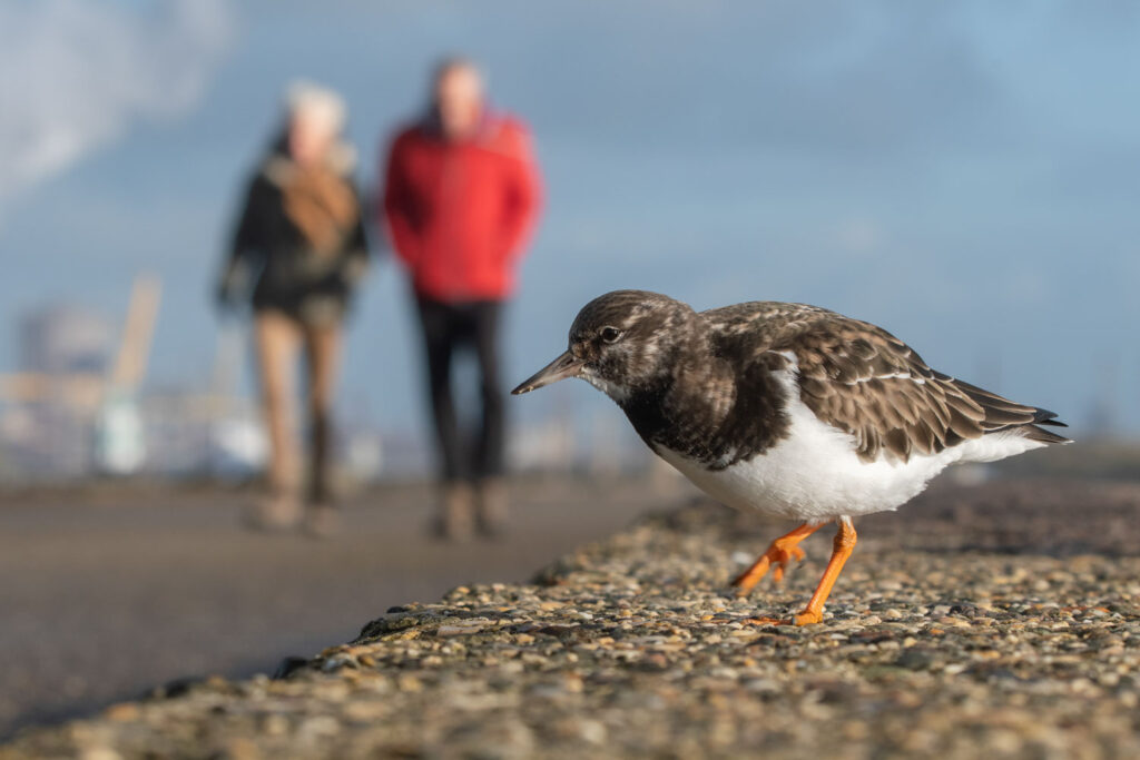 wandelaars op het strand met klein diafragma in beeld bij vogelfotografie