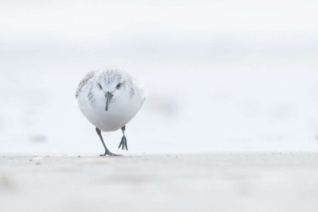drieteenstrandlopers van dichtbij bij vogelfotografie vanaf laag standpunt op het strand