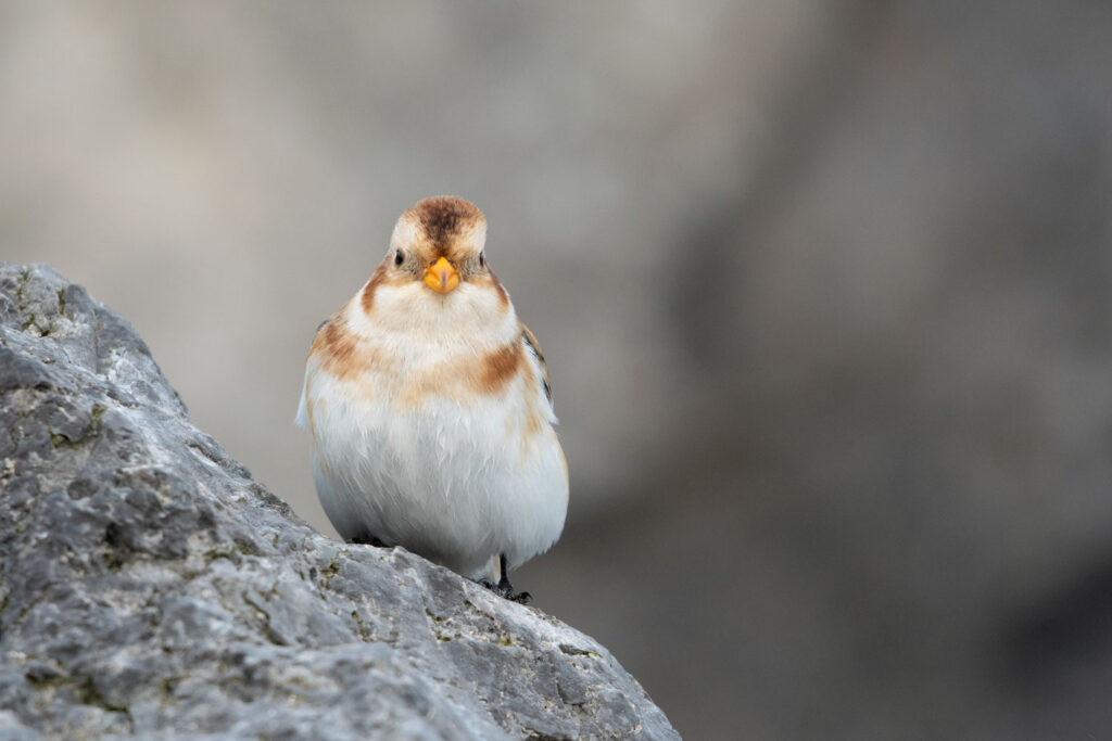 sneeuwgors als wintergast op de stenen van de pier bij vogelfotografie