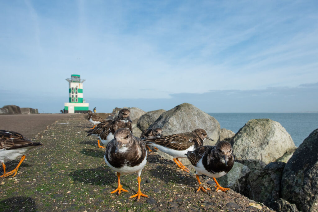 steenlopers in hun biotoop met de vuurtoren bij vogelfotografie op de Zuidpier