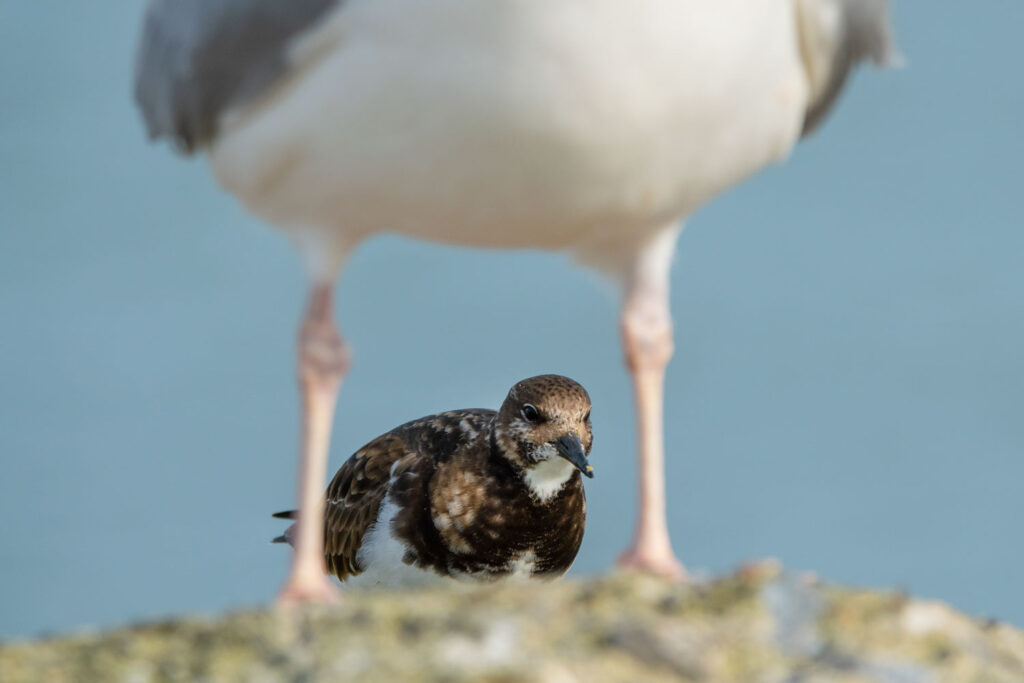 steenloper gezien tussen de poten van een zilvermeeuw bij creatieve vogelfotografie