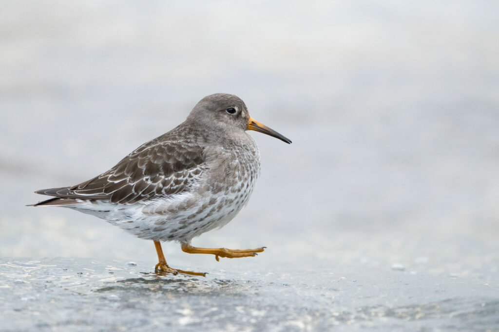 paarse strandloper op de pier tijdens vogelfotografie aan zee