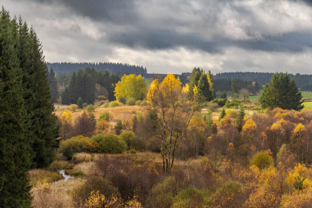 Herfstbos met dreigende wolkenlucht bewerkt via een luchtselectiemasker in Lightroom