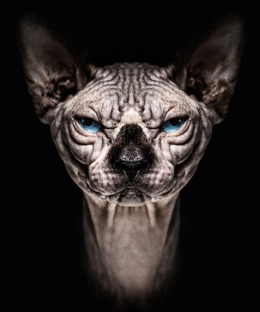 Karaktervol dierenportret van sphynxkat Jaxx door fotograaf Pieter Clicteur