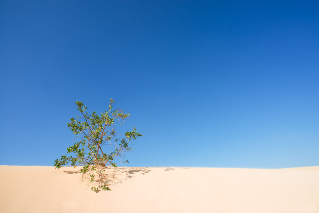 Barbarijse grondeekhoorn in het zanderige Parque Natural de Corralejo op Fuerteventura