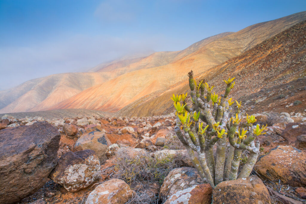 Vulkanisch landschap op Fuerteventura in zacht avondlicht voor zonsondergang