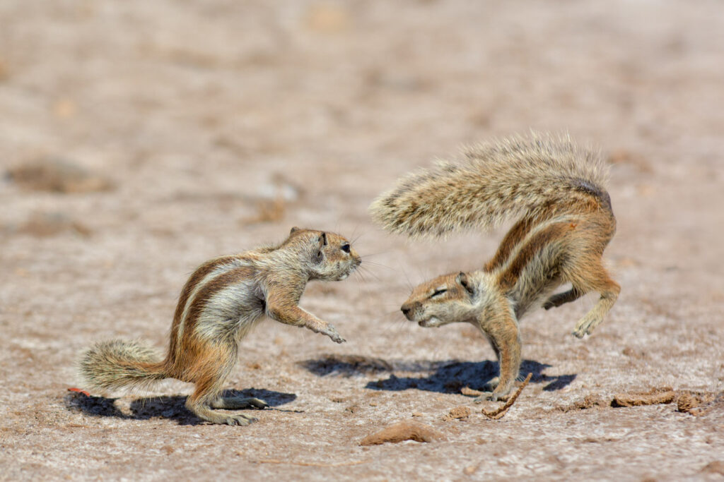 Twee spelende Barbarijse grondeekhoorns op Fuerteventura in actie