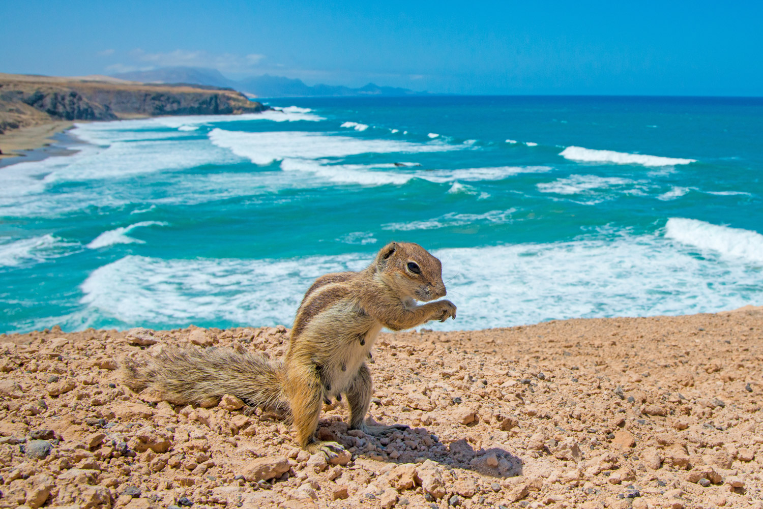 Barbarijse grondeekhoorn rechtop op een strand op Fuerteventura