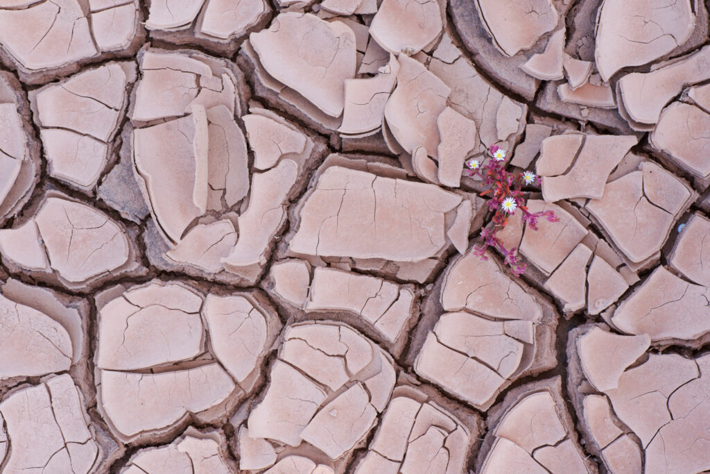 IJskruid op gebarsten droge aarde op Fuerteventura