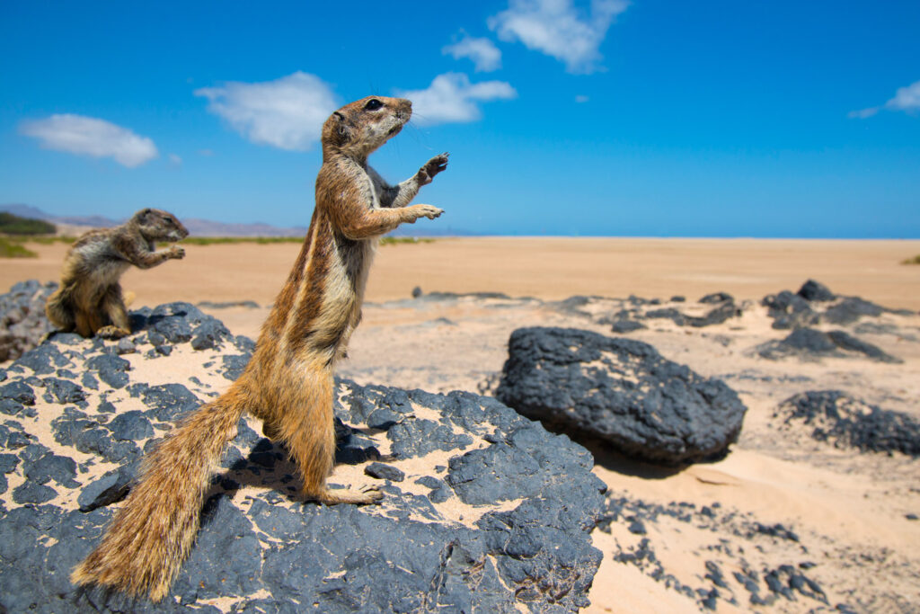 Twee Barbarijse grondeekhoorns op een rots op Fuerteventura met groothoekobjectief gefotografeerd
