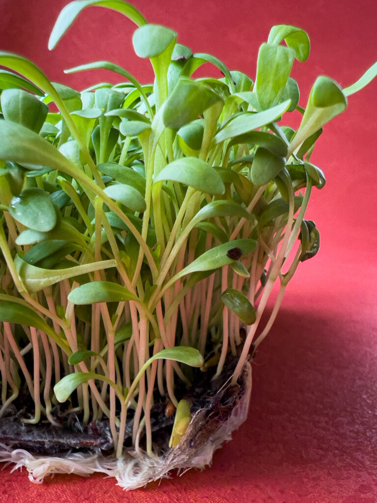 complementaire kleuren rood en groen in foodfotografie met je smartphone