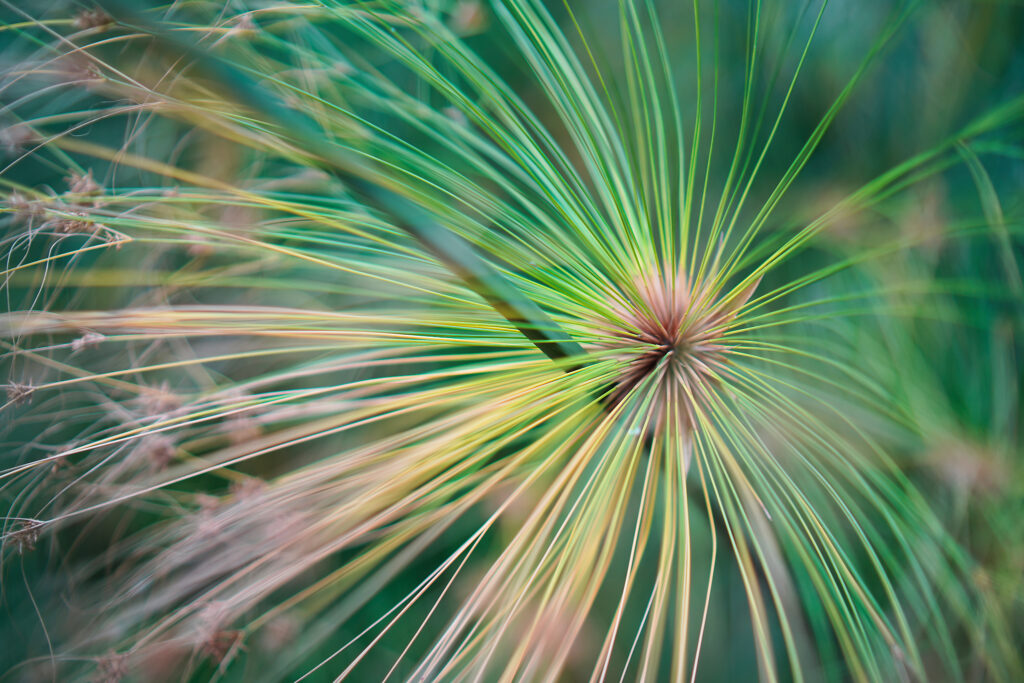f/1.05 plant