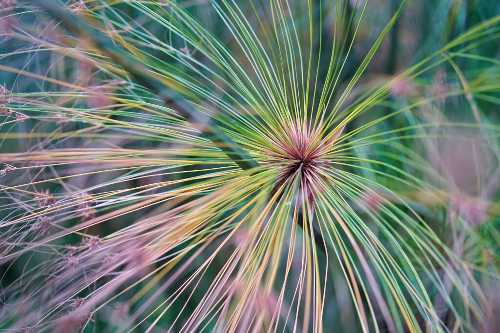 f/2.8 plant