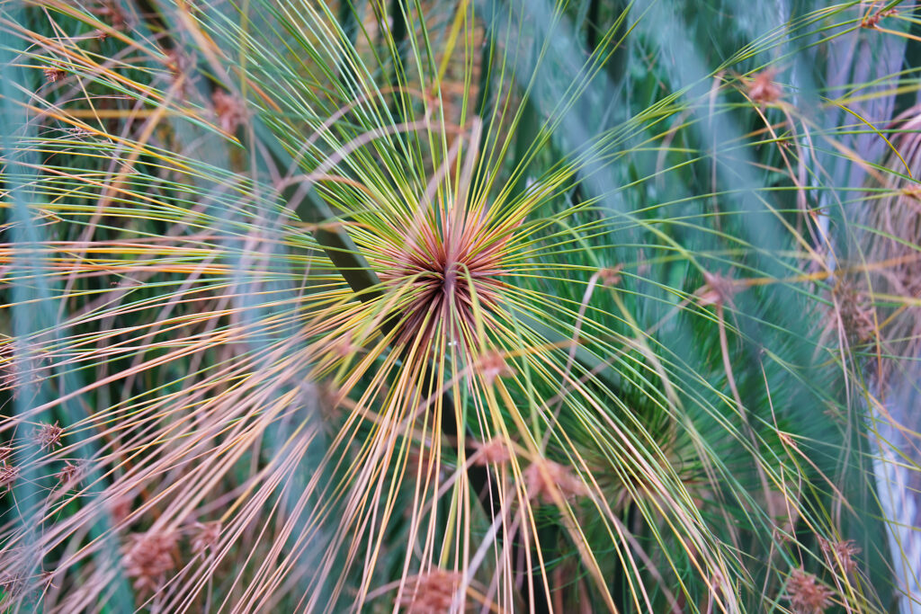 f/11 plant