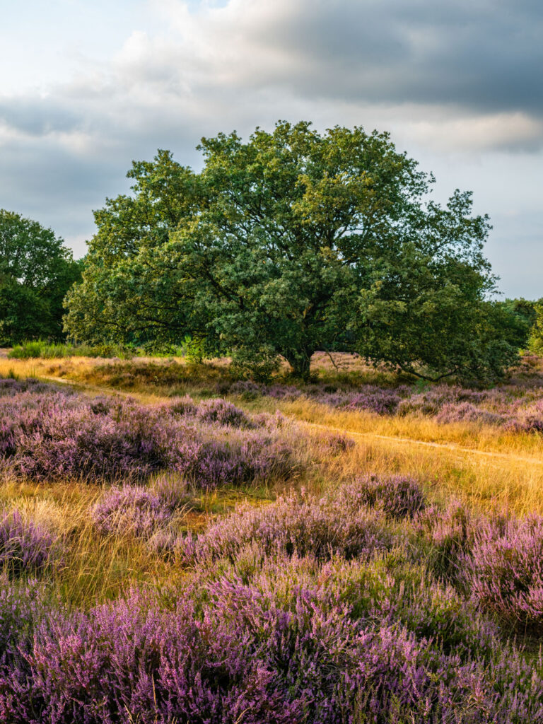 Afwisseling van paarse heide en grassen in de voorgrond van het heidelandschap Opglabbekerzavel