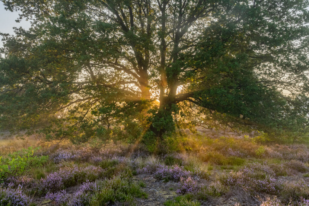 Zonneharp door de bomen op een mistige ochtend in Opglabbekerzavel