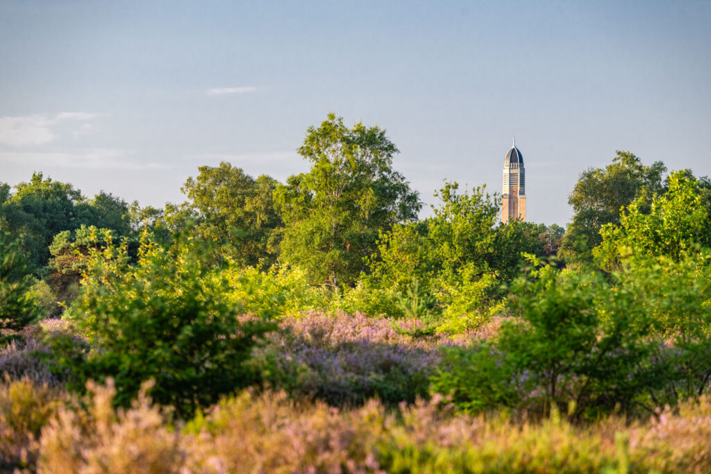 Heidelandschap in zijlicht met een kerktoren aan de horizon in Limburg
