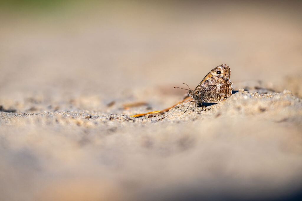 Zeldzame heivlinder op een zandpad in het heidegebied Opglabbekerzavel