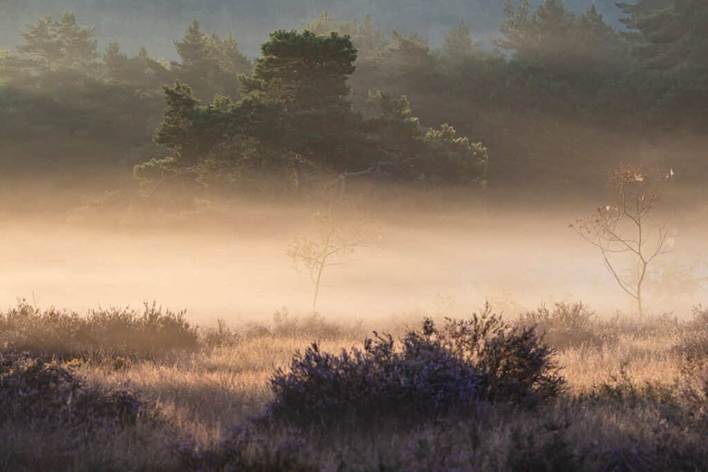 Sfeervol detaillandschap met warm ochtendlicht in een Limburgs heidegebied