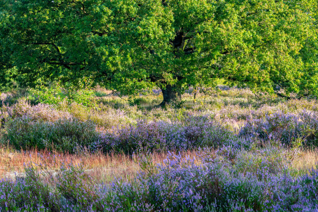 Abstract beeld van gelaagde paarse heide en een statige eik in Opglabbekerzavel